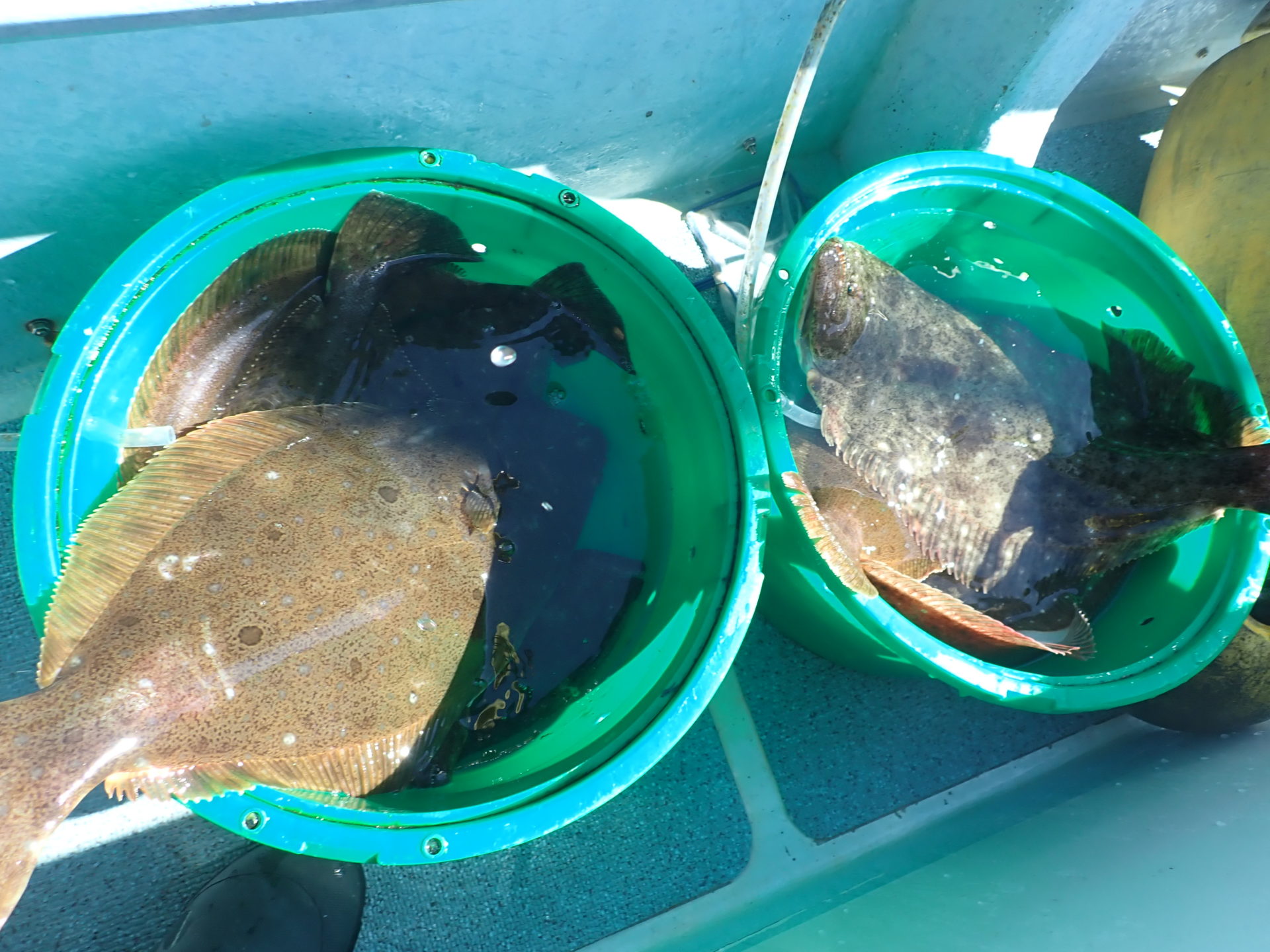 NEW極鋭ヒラメで銚子のヒラメを堪能 | 福田 豊起