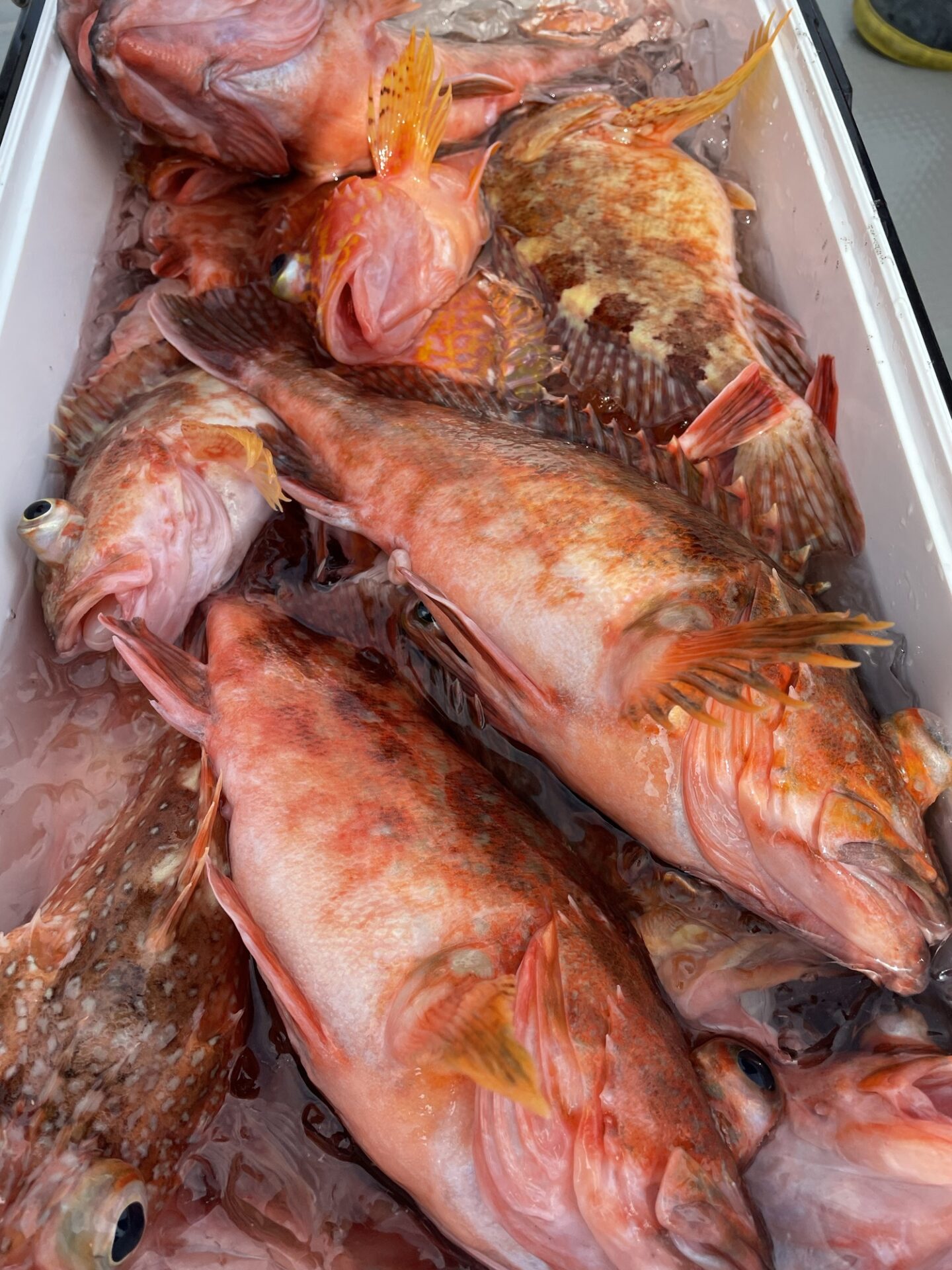 大阪湾‼️ひとつテンヤ 釣り船【上丸】 | 金森聡