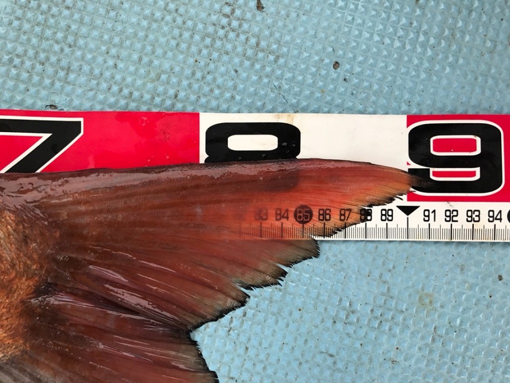 撃ち穿つ赤い牙 582d5308.jpg