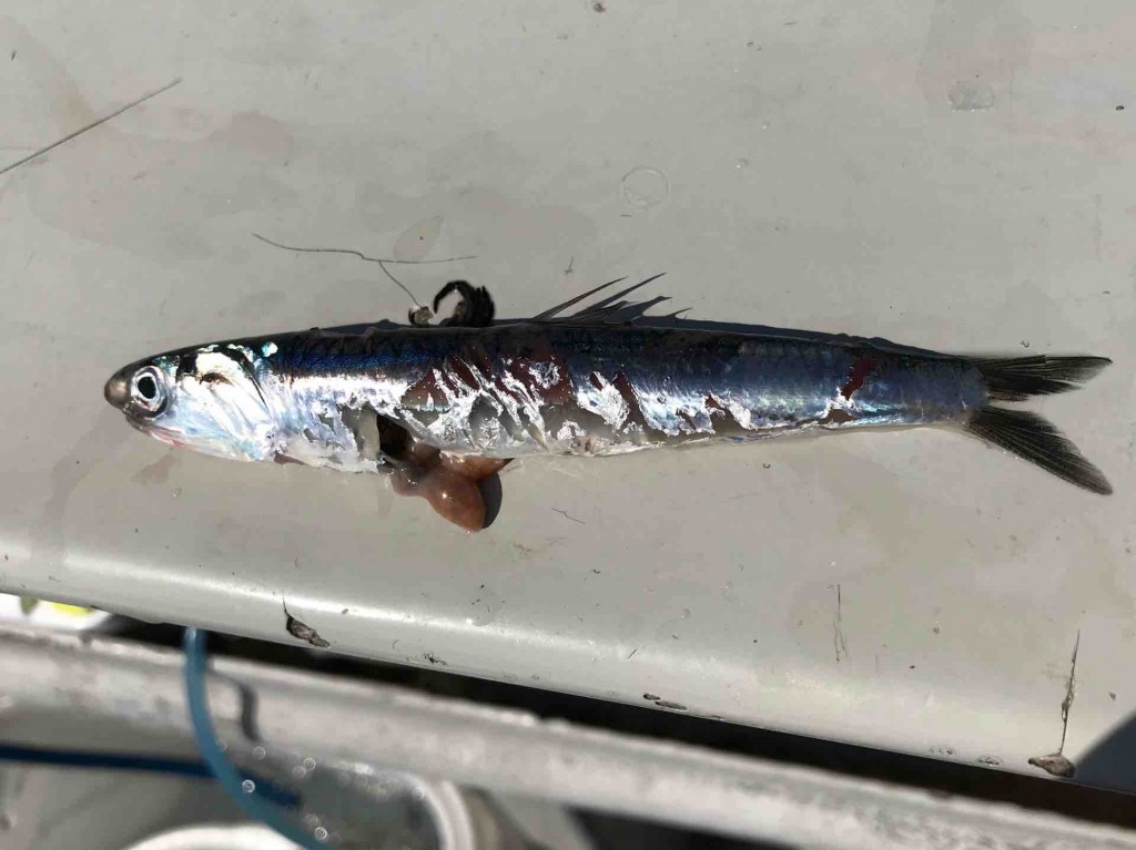NEWリーディングを使って、巷で噂の相模湾ライトヒラメへ! | 宮澤幸則