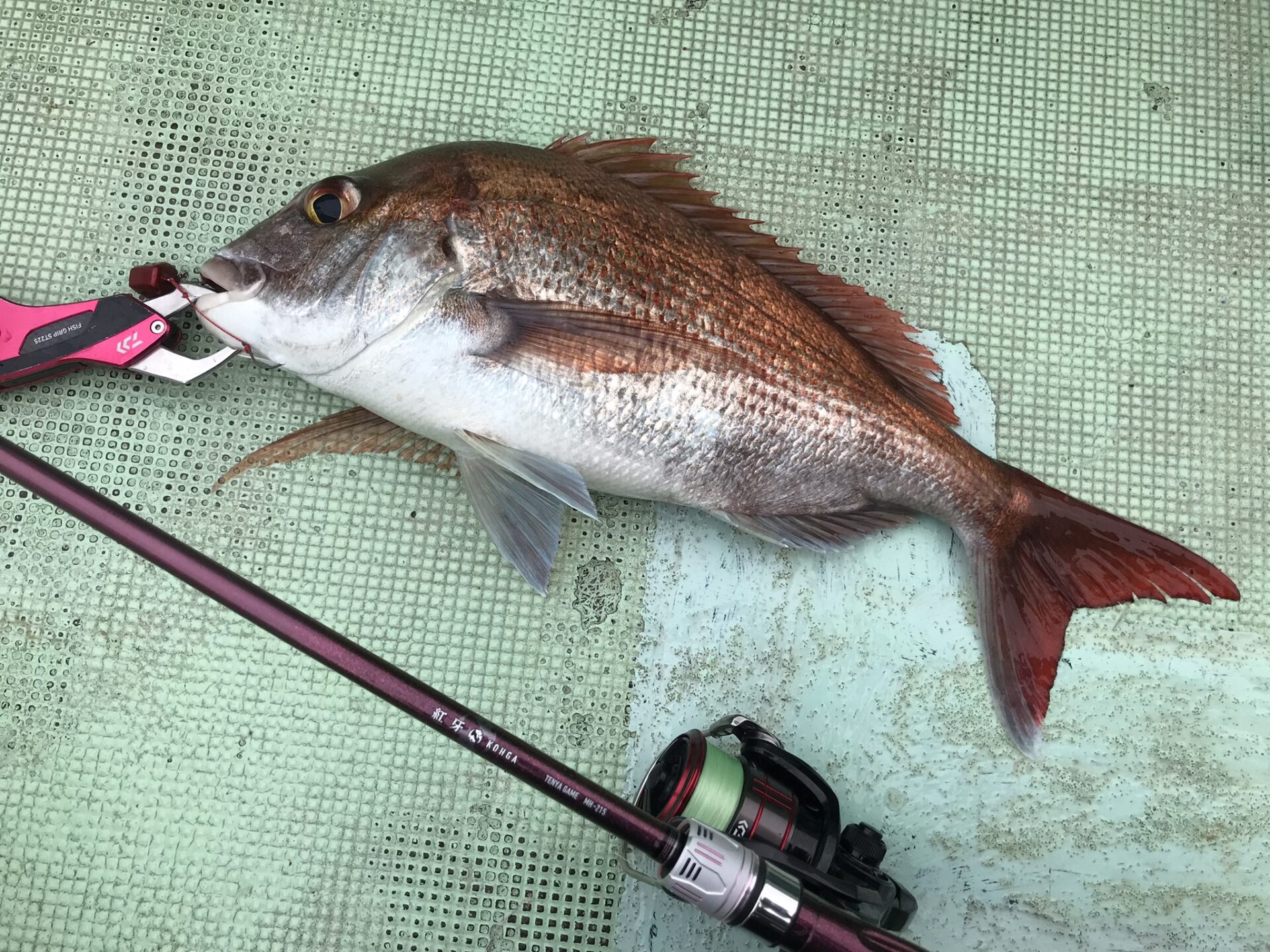 徳島発 ひとつテンヤREPORT13 / 徳島県鳴門市亀浦漁港 釣船はらまる