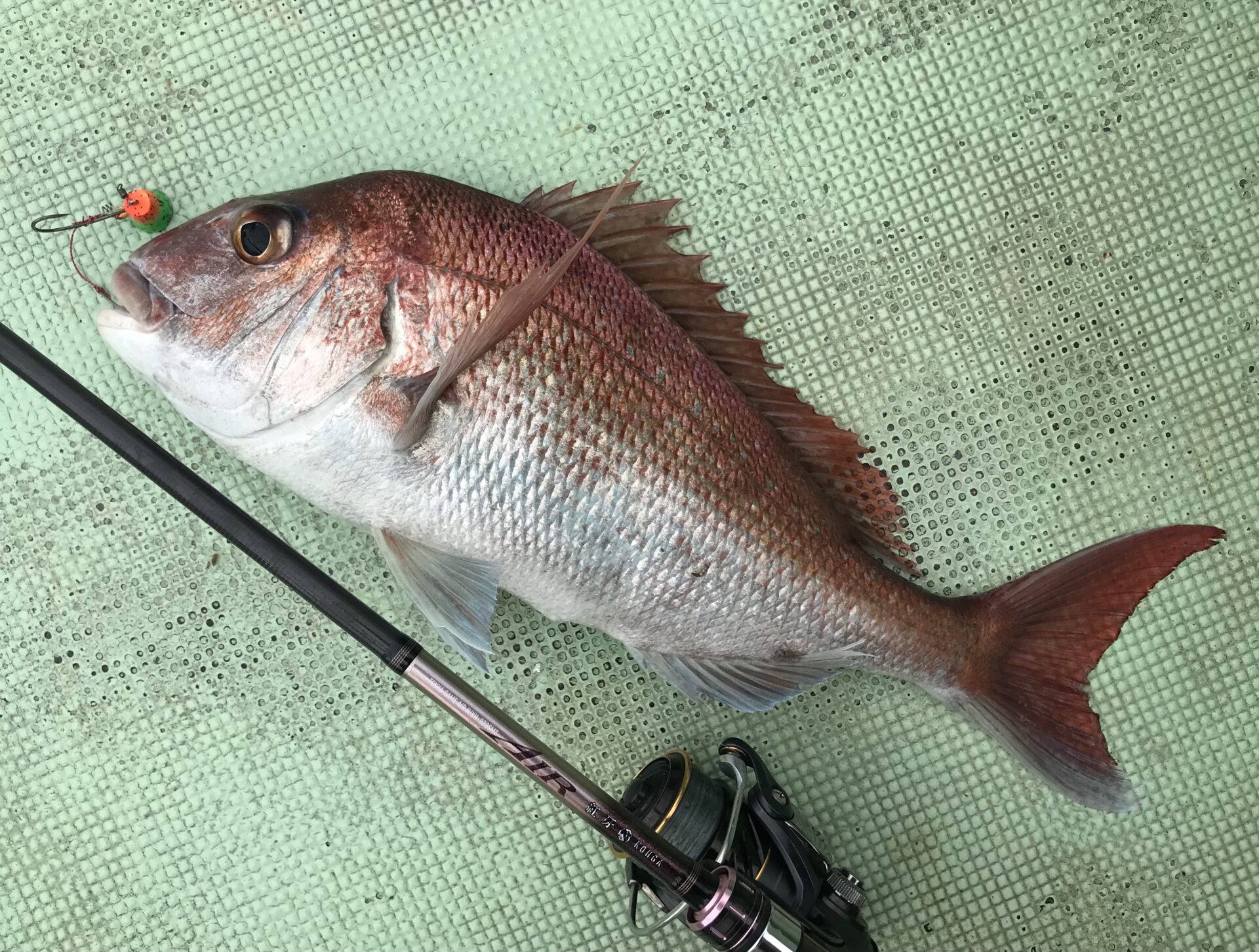 目出鯛 Sea Bream Jigging] Spring in the Sea of Japan, off the coast